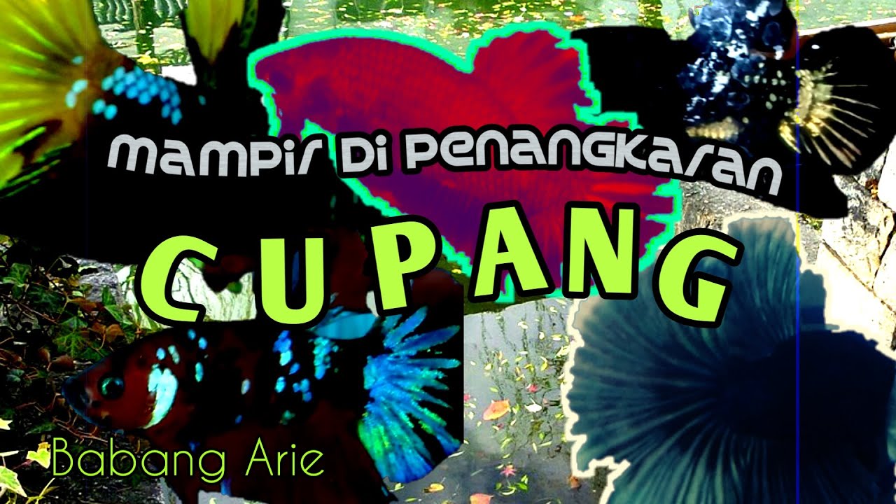 Cara sederhana budidaya ikan cupang | babang arie 2019 