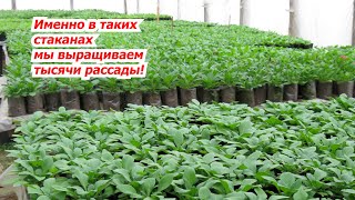 Самые лучшие стаканчики для рассады, если её выращивать много!