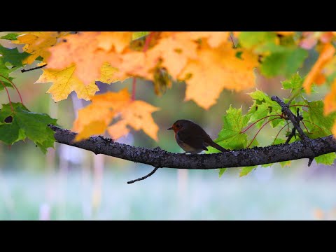 Video: Miten ja miten lintuja autetaan talvella