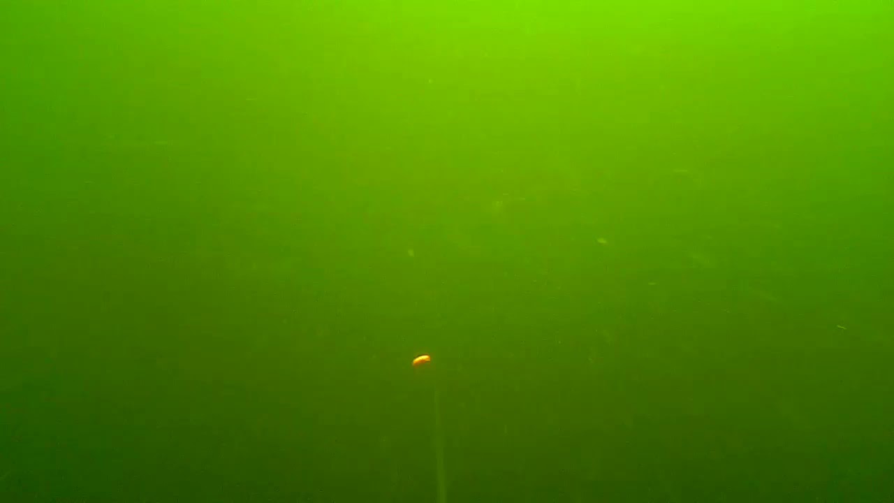 Underwater trolling cam. Rainbow trout.
