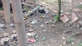 Bunyiin meriam bambu gagal lucu