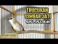 TRUCUKAN SIMBAR JATI‼️ROPEL SUPER PANJANG