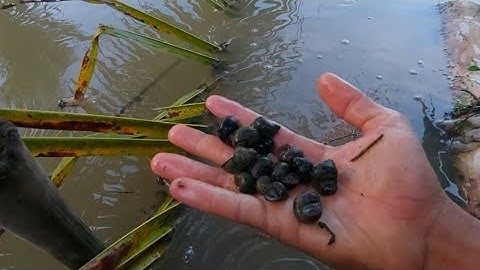 Cắm Câu Cá Lóc Mồi Nhái | Đất Long An