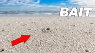 These Tiny Beach Holes Hide the BEST Fishing Bait