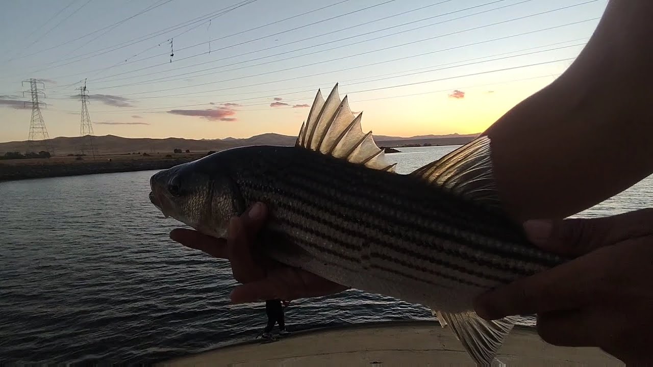 ONIEL FOREBAY FISHING BIG BASS AND STRIPPER CAUGHT