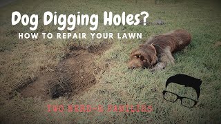 Dog Digging Holes? DIY Lawn Repair
