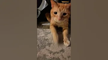 Whatcha Doin Under There Cat Fok BigInkEnergy Car 