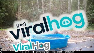 Owls Battle in Kiddie Pool || ViralHog