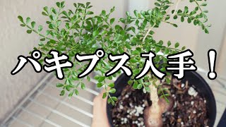 美形】パキプス実生株を入手！葉焼けやパワータンクは？/Operculicarya