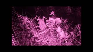 Foul fumes pose pollinator problems