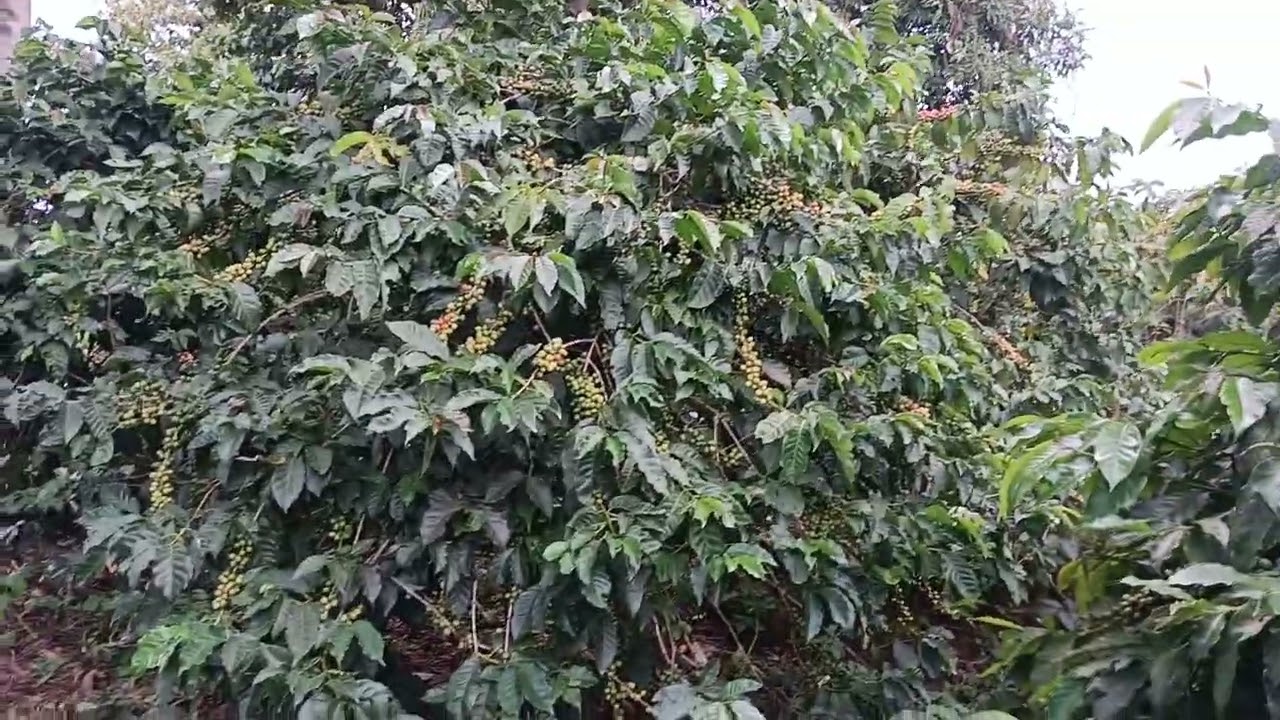 Best organic coffee management practices in Kapchorwa