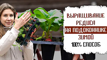 ВЫРАЩИВАНИЕ РЕДИСА НА ПОДОКОННИКЕ ЗИМОЙ 100% СПОСОБ