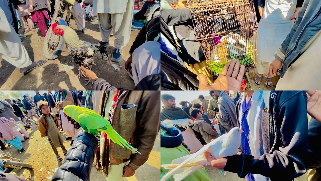 Aaj Mirpurkhas Birds Mandi Me Shopping  Karne Gahay Birds Ki 😍 | Mirpurkhas Birds Market 😱