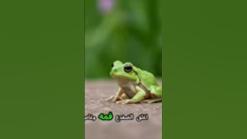 احذرتطردالنمل من منزالك #تلاوة_خاشعة #المراره #اكسبلور #المراه #دويتو #snake #الرحمن #ترند #nature