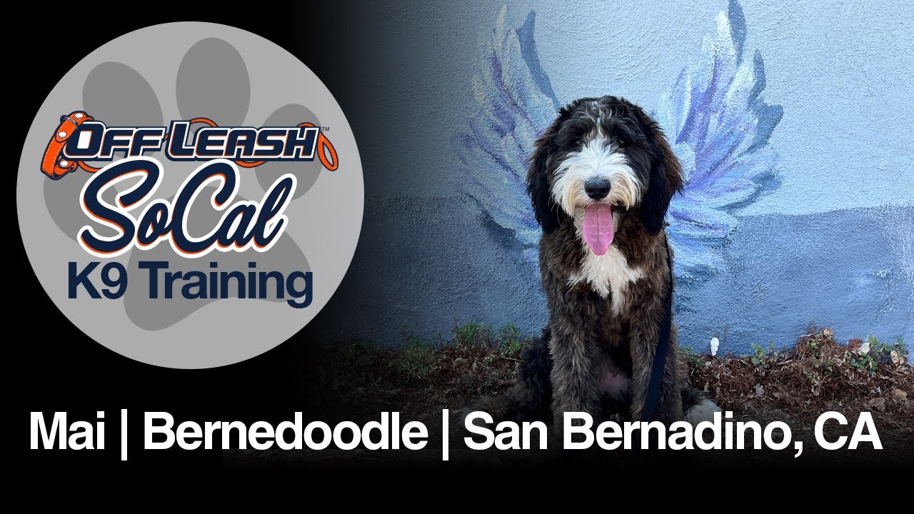 Bernedoodle Dog Training | Mai | San Bernardino, CA