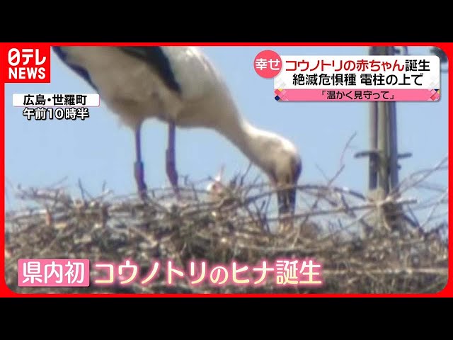 幸せ】電柱の上で…絶滅危惧種「コウノトリ」の赤ちゃん誕生
