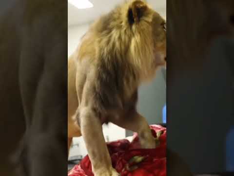 Suratul Ikhlas Surah112 صبرو Superhero Superhero Saudiarabia Algeria Viralvideo 1billionview 