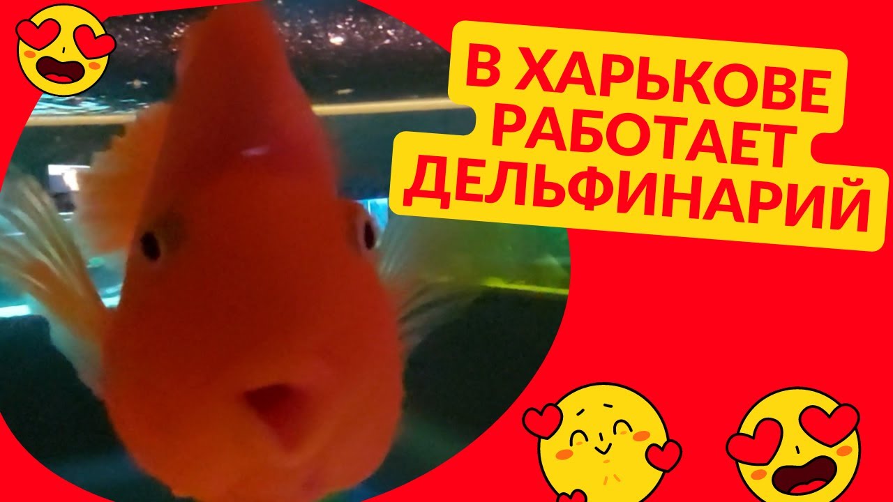 Украина В Харькове работает дельфинарий - YouTube