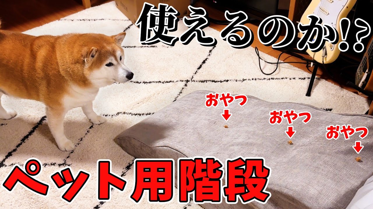 Hilarious] Scaredy Shiba Inu vs. New Stairs - YouTube