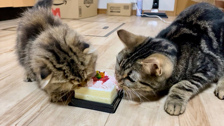 先住猫と子猫に初めてクリスマスケーキをあげるとこうなりますw