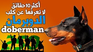 أكثر  10  حقائق لا تعرفها  عن كلب الدوبرمان | Doberman Pinscher