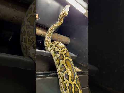 Python bivittatus mâle