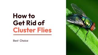 How to Get Rid of Cluster Flies | 7 Easy Methods | Best choices