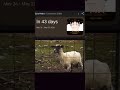 EID UL ADHA IS COMING#edit#eidmubarak#motivation#memes#viralshorts#trendingshorts