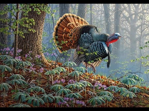 TURKEY HUNT, Охота на дикую Индейку TURKEY HUNT, Охота на дикую Индейку