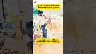 गाय#marathisong #ajitpawar #rohitpawar #sharadpawar #viralvideo #trending #shorts #marathi