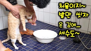 고양이 씻기~ 막내야 세수는 처음이지!!