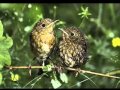 Capture de la vidéo Nik P.  -Wenn Ein Vogel Lernt Zu Fliegen