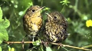 Video voorbeeld van "Nik P.  -Wenn ein Vogel lernt zu fliegen"