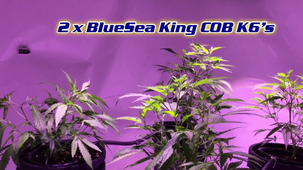 LED Grow with BlueSea King COBs K6’s and Reiziger 2 weeks from clone.