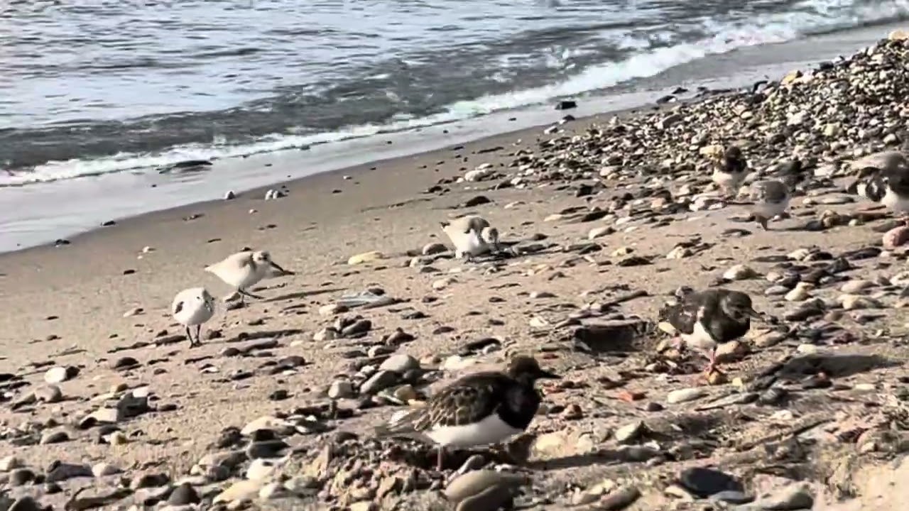 Beach Birdlife at Costa del Sol/ Spain/ Running Birds juse theyr legs a lot / January 2025