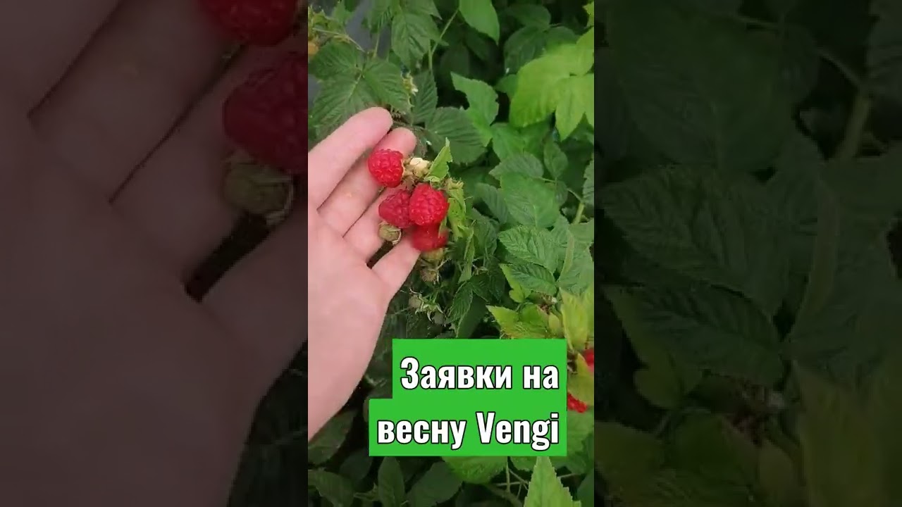 Vengi Малина , 