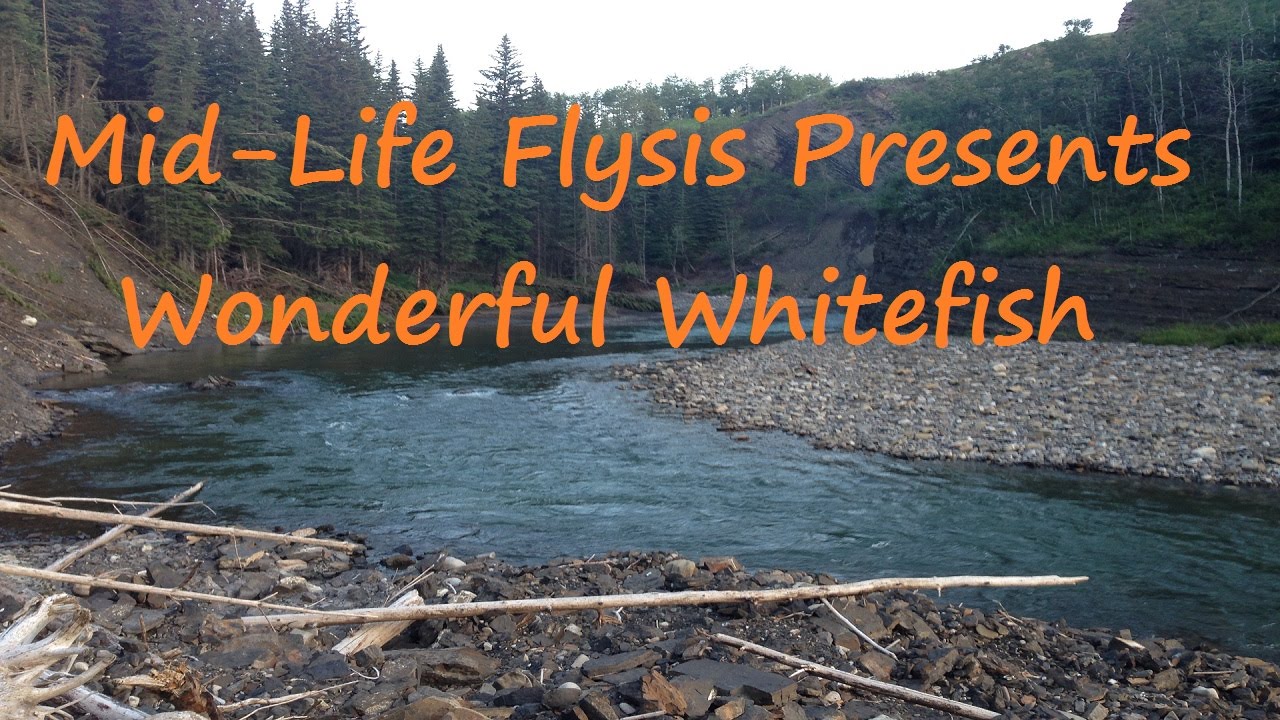 Fly Fishing Alberta Wonderful Whitefish YouTube