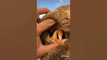ناب الجمل 