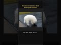 🎥 How Snow Buddies Made Samoyeds Famous 🐕 #Shorts