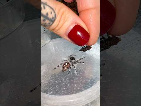 Cute takedown #jumpingspiders
