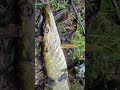 #fishing #риболовля #ribalka #риболов #fish #рибалка #рибалочка #рибу #spiningfishing #carpfishing