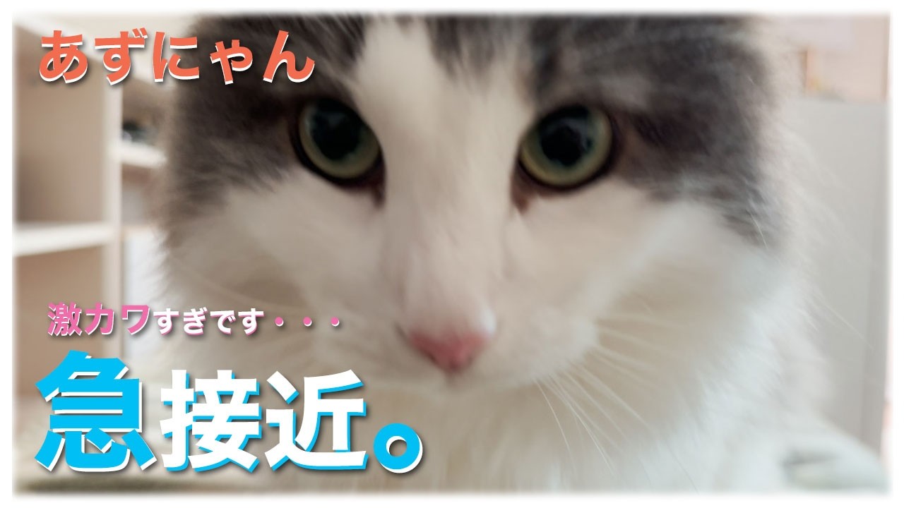 あずにゃん、🐈💨急接近😍激カワすぎて逆効果‼️　🛌かえって起きれません💖【猫　サイベリアン　あずき】[vol.243]