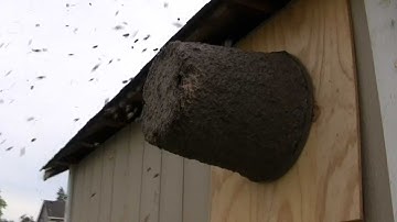 Proof that Flower Pot Swarm Traps Work! Part 1