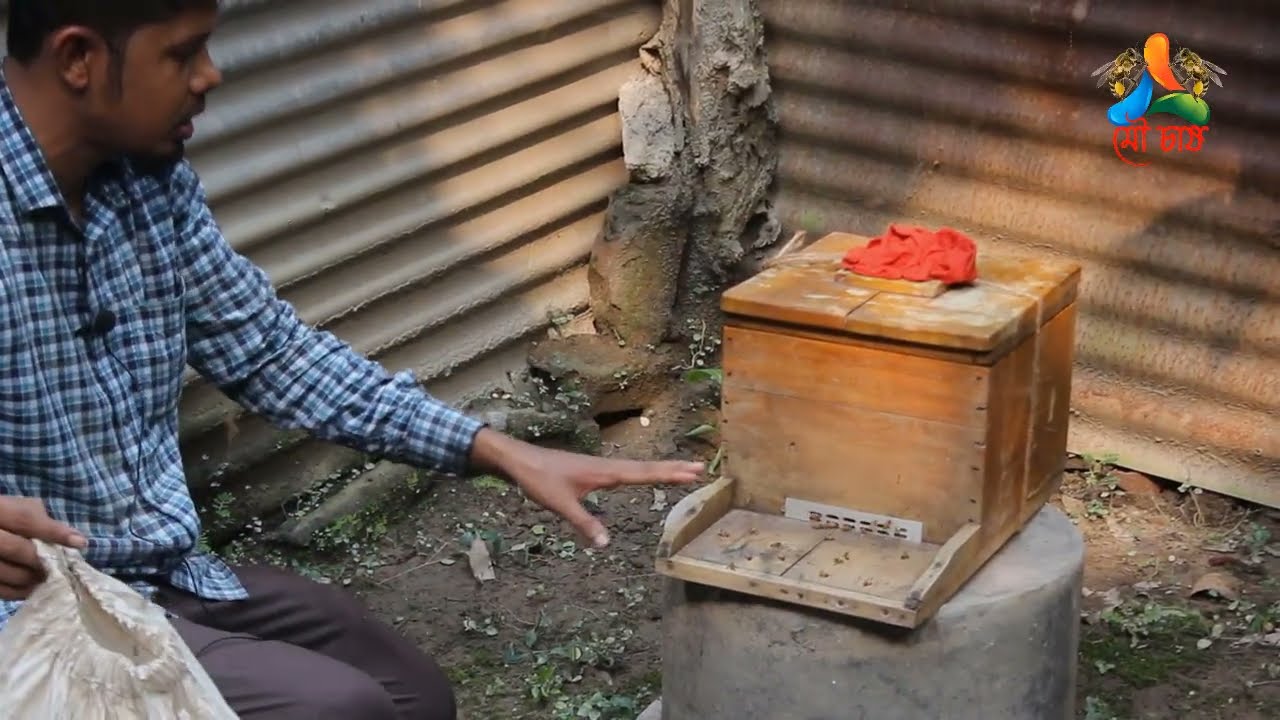 এপিস ছারানা/ইন্ডিকা মৌমাছি বক্স বন্ধী পার্ট-২🐝Apis charana/indica bee box enclosure EPS2#এপিস_ছারানা
