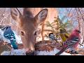 WILDLIFE PARTY With Deer, Squirrels, Birds 🦌 8 Hours of Calming Nature (Dog TV &bull; Cat TV)