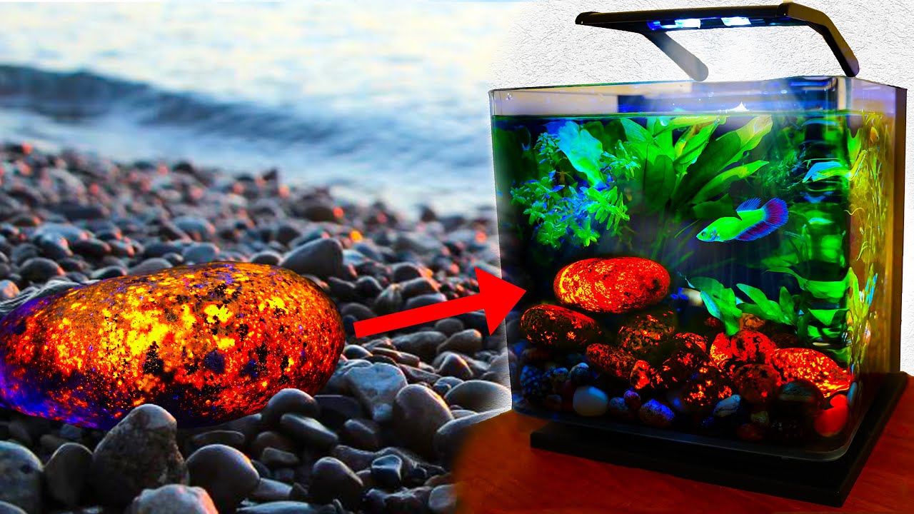 Finding RARE GLOWING ROCKS for Glow Betta tank - YouTube
