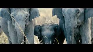 Jim Corbett National Park Uttarakhand India