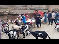 Bakra Mandi Shalimar Bagh Sunday update Lahore Pakistan