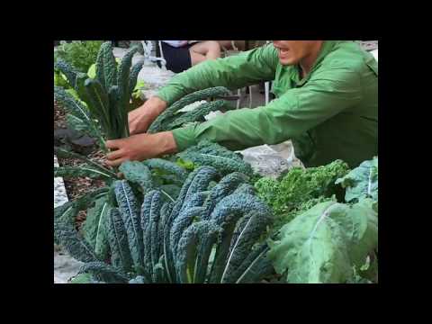 How to Harvest
