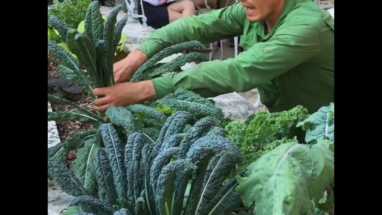 How to Harvest Kale YouTube